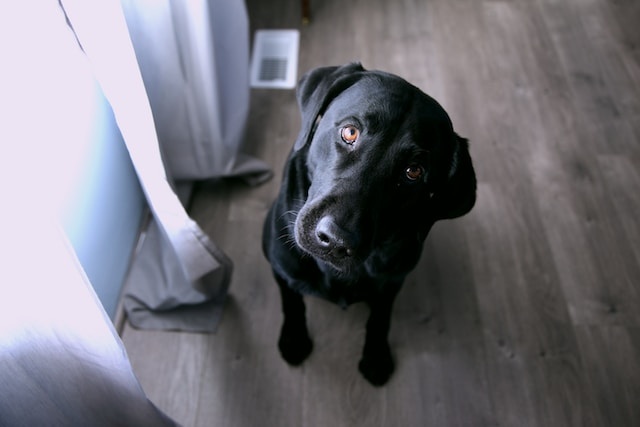 black lab dog