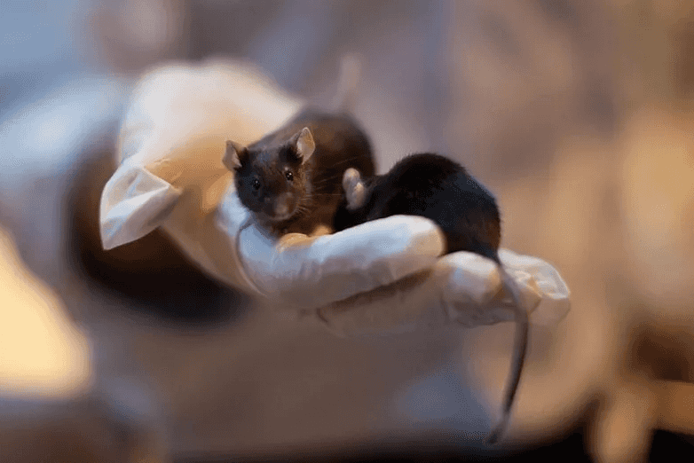 scientist with gloved hand extended holding lab mice